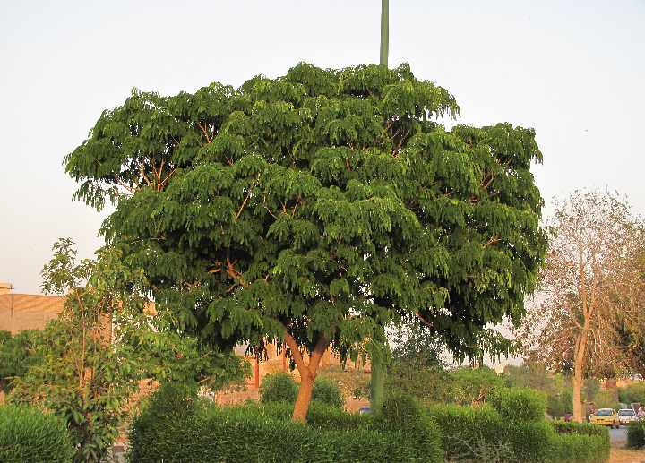 تصویر درخت برهان Albizia lebbeck در خوزستان