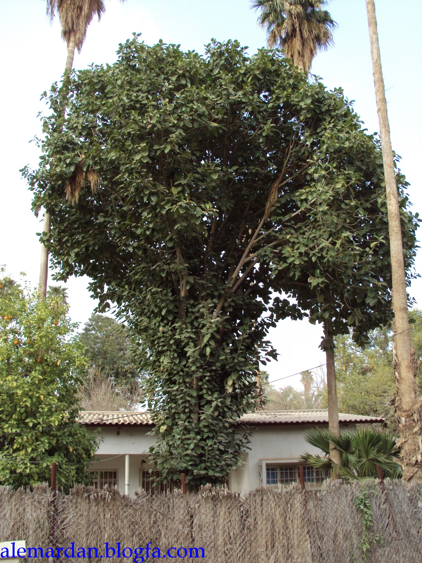 تصویر درخت انجیر بنگالی Ficus benghalensis 1