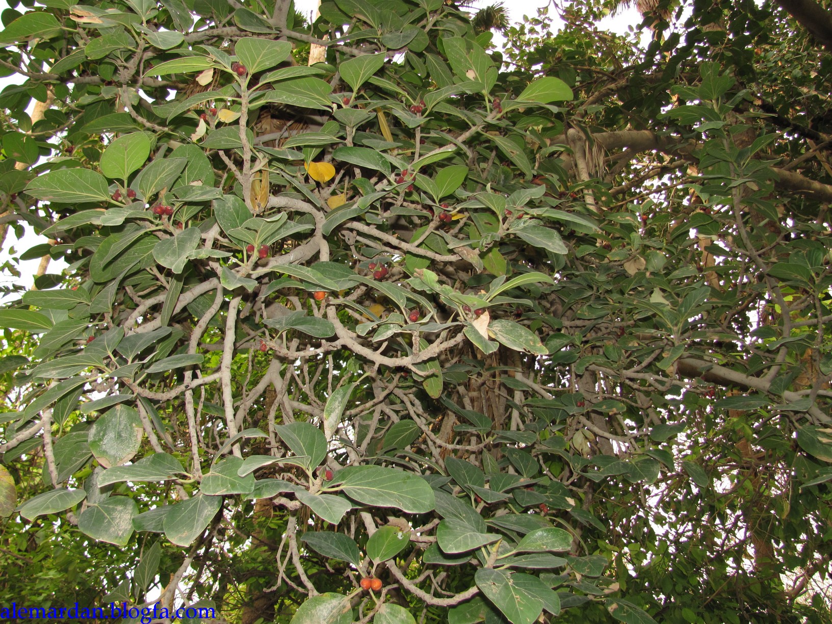 تصویر درخت انجیر بنگالی Ficus benghalensis 3